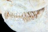 Beautiful Oreodont (Leptauchenia) Skull #77819-4